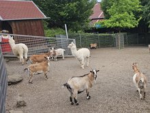 Ein eingezäuntes Gehege mit Ziegen und Alpakas