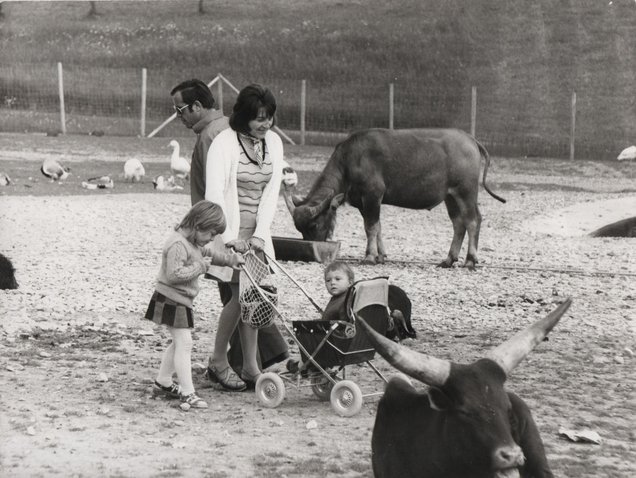 Ein Ehepaar mit zwei Kindern inmitten von Tieren in einem Gehege