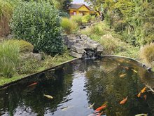 Ein Teich mit Koi-Fischen, umgeben von Pflanzen und einem kleinen Wasserfall